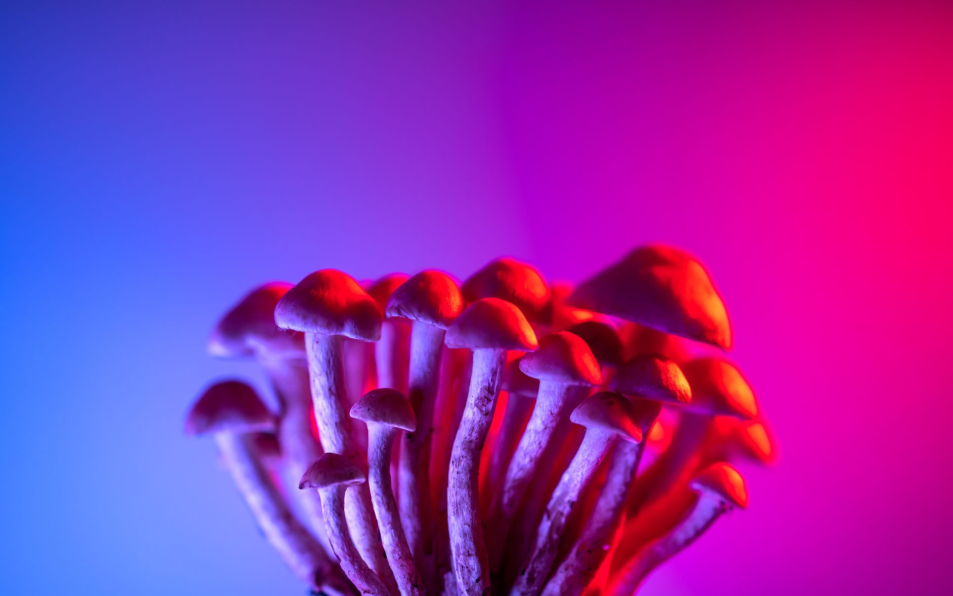 Compass psychedelic drug launch